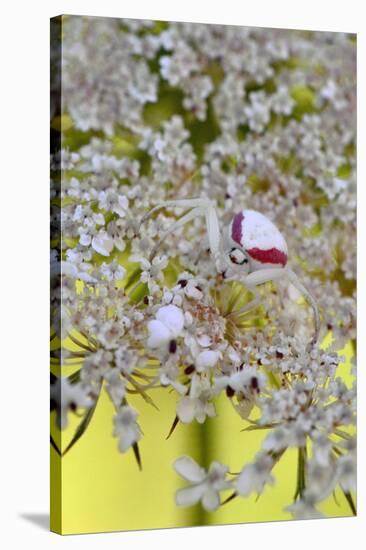 USA, Oregon. Crab Spider on Wild Carrot Bloom-Steve Terrill-Stretched Canvas