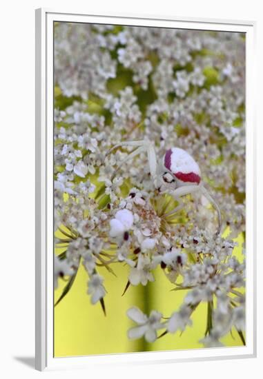 USA, Oregon. Crab Spider on Wild Carrot Bloom-Steve Terrill-Framed Premium Photographic Print