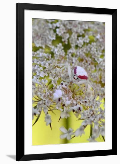 USA, Oregon. Crab Spider on Wild Carrot Bloom-Steve Terrill-Framed Photographic Print