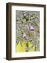 USA, Oregon. Crab Spider on Wild Carrot Bloom-Steve Terrill-Framed Photographic Print