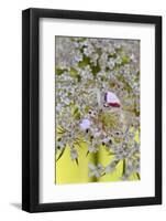 USA, Oregon. Crab Spider on Wild Carrot Bloom-Steve Terrill-Framed Photographic Print