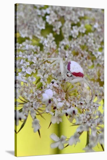 USA, Oregon. Crab Spider on Wild Carrot Bloom-Steve Terrill-Stretched Canvas