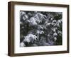 USA, Oregon, Crater Lake National Park. Winter snow clings to mountain hemlock trees.-John Barger-Framed Photographic Print