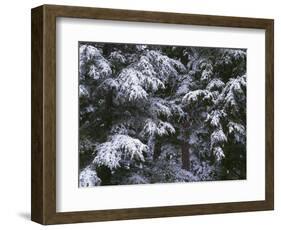 USA, Oregon, Crater Lake National Park. Winter snow clings to mountain hemlock trees.-John Barger-Framed Photographic Print