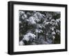 USA, Oregon, Crater Lake National Park. Winter snow clings to mountain hemlock trees.-John Barger-Framed Photographic Print