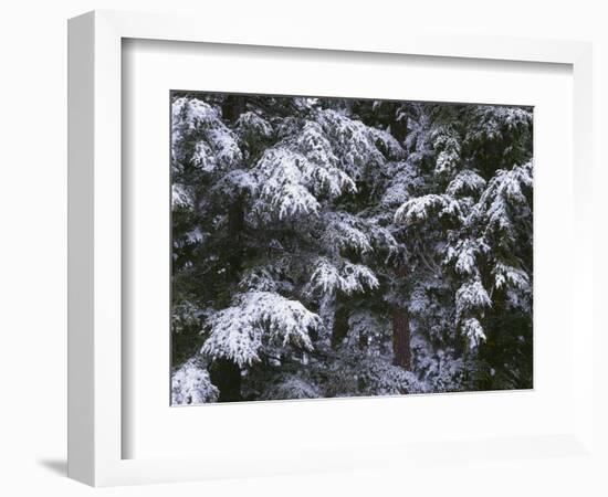 USA, Oregon, Crater Lake National Park. Winter snow clings to mountain hemlock trees.-John Barger-Framed Photographic Print