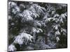 USA, Oregon, Crater Lake National Park. Winter snow clings to mountain hemlock trees.-John Barger-Mounted Photographic Print