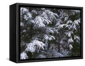 USA, Oregon, Crater Lake National Park. Winter snow clings to mountain hemlock trees.-John Barger-Framed Stretched Canvas