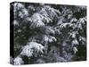 USA, Oregon, Crater Lake National Park. Winter snow clings to mountain hemlock trees.-John Barger-Stretched Canvas