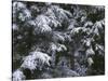 USA, Oregon, Crater Lake National Park. Winter snow clings to mountain hemlock trees.-John Barger-Stretched Canvas