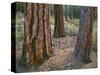 USA, Oregon, Deschutes National Forest. Trunks of mature ponderosa pine in autumn, Metolius Valley.-John Barger-Stretched Canvas