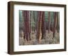 USA, Oregon. Deschutes National Forest, trunks of mature ponderosa pine in autumn, Metolius Valley.-John Barger-Framed Photographic Print