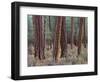 USA, Oregon. Deschutes National Forest, trunks of mature ponderosa pine in autumn, Metolius Valley.-John Barger-Framed Photographic Print