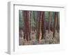 USA, Oregon. Deschutes National Forest, trunks of mature ponderosa pine in autumn, Metolius Valley.-John Barger-Framed Photographic Print