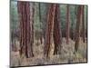 USA, Oregon. Deschutes National Forest, trunks of mature ponderosa pine in autumn, Metolius Valley.-John Barger-Mounted Photographic Print