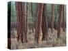 USA, Oregon. Deschutes National Forest, trunks of mature ponderosa pine in autumn, Metolius Valley.-John Barger-Stretched Canvas