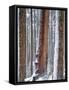 USA, Oregon, Drift Creek Wilderness. Snow on Douglas Fir Trees-Jaynes Gallery-Framed Stretched Canvas