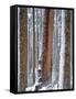 USA, Oregon, Drift Creek Wilderness. Snow on Douglas Fir Trees-Jaynes Gallery-Framed Stretched Canvas