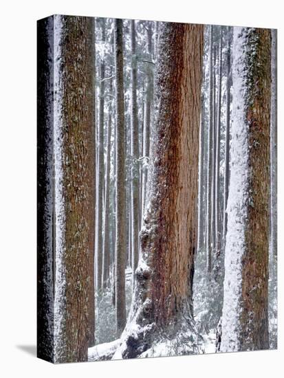 USA, Oregon, Drift Creek Wilderness. Snow on Douglas Fir Trees-Jaynes Gallery-Stretched Canvas