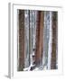 USA, Oregon, Drift Creek Wilderness. Snow on Douglas Fir Trees-Jaynes Gallery-Framed Photographic Print
