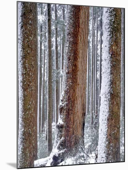 USA, Oregon, Drift Creek Wilderness. Snow on Douglas Fir Trees-Jaynes Gallery-Mounted Photographic Print