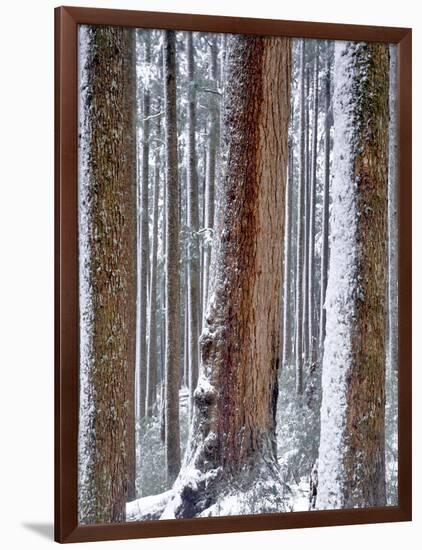 USA, Oregon, Drift Creek Wilderness. Snow on Douglas Fir Trees-Jaynes Gallery-Framed Photographic Print