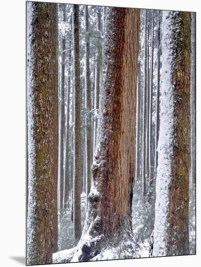 USA, Oregon, Drift Creek Wilderness. Snow on Douglas Fir Trees-Jaynes Gallery-Mounted Photographic Print