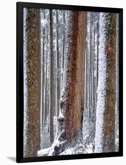 USA, Oregon, Drift Creek Wilderness. Snow on Douglas Fir Trees-Jaynes Gallery-Framed Photographic Print