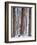 USA, Oregon, Drift Creek Wilderness. Snow on Douglas Fir Trees-Jaynes Gallery-Framed Photographic Print