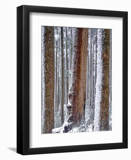 USA, Oregon, Drift Creek Wilderness. Snow on Douglas Fir Trees-Jaynes Gallery-Framed Photographic Print