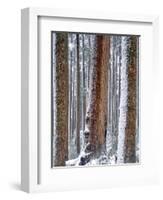 USA, Oregon, Drift Creek Wilderness. Snow on Douglas Fir Trees-Jaynes Gallery-Framed Photographic Print