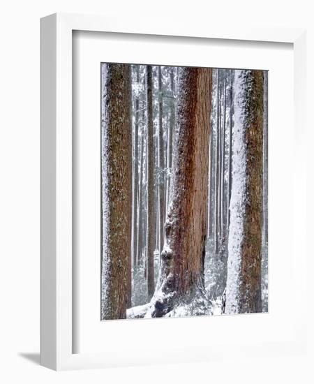 USA, Oregon, Drift Creek Wilderness. Snow on Douglas Fir Trees-Jaynes Gallery-Framed Photographic Print