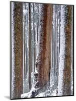 USA, Oregon, Drift Creek Wilderness. Snow on Douglas Fir Trees-Jaynes Gallery-Mounted Photographic Print