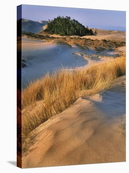 USA, Oregon, Dunes National Recreation Area. Landscape of Sand Dunes-Steve Terrill-Stretched Canvas