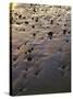 USA, Oregon. Evening light defines wet beach with scattered rocks, near Oceanside.-John Barger-Stretched Canvas