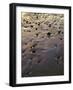 USA, Oregon. Evening light defines wet beach with scattered rocks, near Oceanside.-John Barger-Framed Photographic Print