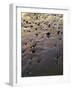 USA, Oregon. Evening light defines wet beach with scattered rocks, near Oceanside.-John Barger-Framed Photographic Print