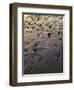 USA, Oregon. Evening light defines wet beach with scattered rocks, near Oceanside.-John Barger-Framed Photographic Print