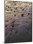 USA, Oregon. Evening light defines wet beach with scattered rocks, near Oceanside.-John Barger-Mounted Photographic Print