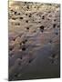 USA, Oregon. Evening light defines wet beach with scattered rocks, near Oceanside.-John Barger-Mounted Photographic Print