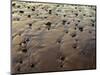 USA, Oregon. Evening light defines wet beach with scattered rocks, near Oceanside.-John Barger-Mounted Photographic Print