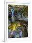 USA, Oregon, Florence. Waterfall in stream.-Jaynes Gallery-Framed Photographic Print