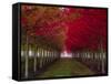 USA, Oregon, Forest Grove. A grove of trees in full autumn red.-Richard Duval-Framed Stretched Canvas