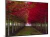 USA, Oregon, Forest Grove. A grove of trees in full autumn red.-Richard Duval-Mounted Photographic Print