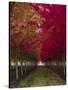 USA, Oregon, Forest Grove. A grove of trees in full autumn red.-Richard Duval-Stretched Canvas