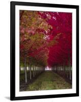 USA, Oregon, Forest Grove. A grove of trees in full autumn red.-Richard Duval-Framed Premium Photographic Print