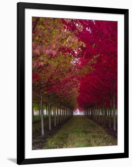 USA, Oregon, Forest Grove. A grove of trees in full autumn red.-Richard Duval-Framed Premium Photographic Print