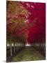 USA, Oregon, Forest Grove. A grove of trees in full autumn red.-Richard Duval-Mounted Premium Photographic Print