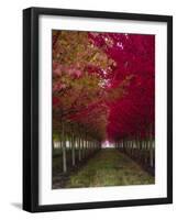 USA, Oregon, Forest Grove. A grove of trees in full autumn red.-Richard Duval-Framed Photographic Print