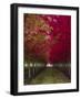 USA, Oregon, Forest Grove. A grove of trees in full autumn red.-Richard Duval-Framed Photographic Print